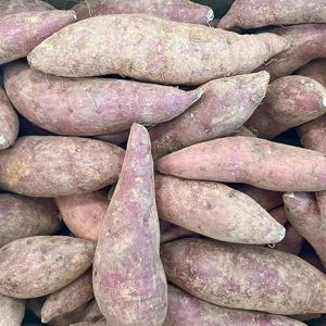 국내산 비세척 밤고구마 5kg 대