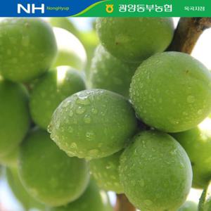 [★농협공동선별/ 산지직송] 광양옥곡농협 청매실 5kg(왕특/2L)