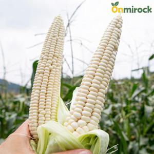 온미락 괴산 대학 찐 삶은 냉동 찰옥수수 16~20cm 최상급 3입 5팩