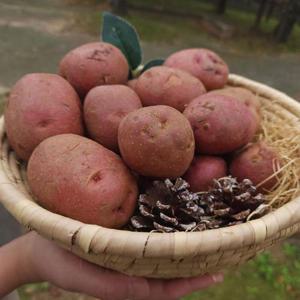 국내산 포슬포슬 홍감자 대(60~120g) 5kg