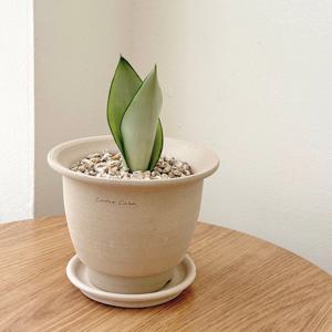 산세베리아 문샤인 베트남토분 플랜테리어 집들이 개업화분