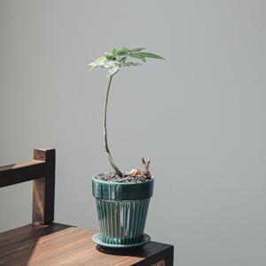 파키라 플루마팟