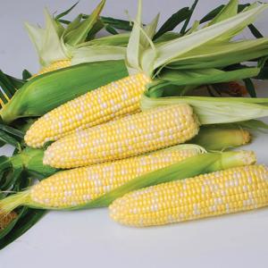 신품종 국내산 애플초당옥수수 5개입(개당 15~20cm) 외