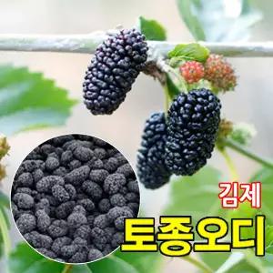 2026년 햇수확 -45도 급속냉동 김제 명품 토종 오디 생과, 5kg