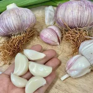 갓 수확한 26년 햇마늘 통마늘 1kg