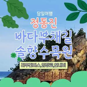 [강원] 정동진 바다부채길과 솔향수목원 당일 리무진버스
