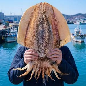 군산 반건조 갑오징어 캠핑용 대왕 오징어 피데기 업소용