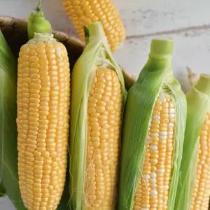 달콤 아삭 초당옥수수 특품 못난이 국산 5개 10개 20개 NON-GMO