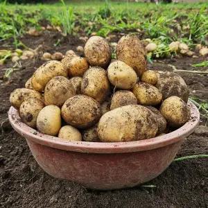 산지직송 26년 수확 강원도 햇감자 두백감자 소 중 대 특 1kg 2kg 3kg 5kg 10kg