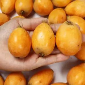 신지도 비파열매 2kg