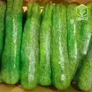 국내산 쥬키니 호박 상 10kg