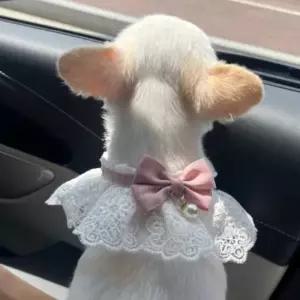 강아지 레이스 스카프 케이프 핑크 고양이 S