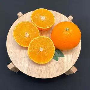 생활 감귤 천혜향 제주 황금향 10kg 중대과 개당 200g~350g 수앤서C1