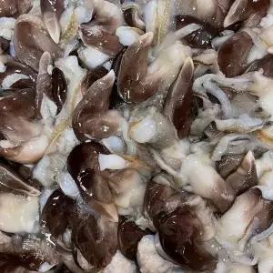 손질 검정 새조개 200g(10미내외)