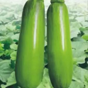 마디 애호박 식용 호박 씨 채소 열매 씨앗 종자 20립