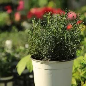 [콩심팥심]로즈마리 rosemary 15cm포트 식용 허브 허브식물 허브화분 허브키우기