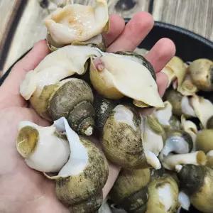 국내산 동해 활 골뱅이 흑고동 1kg(70미내외) 2kg 동해안 흑골뱅이 생물