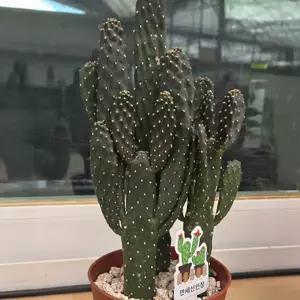 [충북농원] 만세선인장 화분 - 포트묘