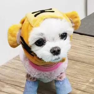 [반려] 고양이 모자 강아지 해피파티 애견용품 펫 호랑이