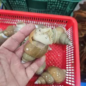 자연산 백고동 백골뱅이 1kg(10~14미 내외)