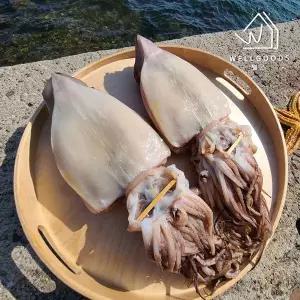 포항직송 국내산 반건조 오징어 10미(800g내외,중소)