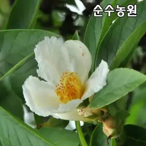 노각나무 묘목 실생7~8년 개화주/한국특산종/공원수/정원수/가로수