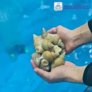 포항 자연산 백골뱅이 1kg 백고동 통골뱅이 탕 급냉