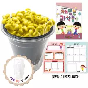 콩나물 키우기 (관찰 기록지 포함)식물기르기 재배 재배기 키트