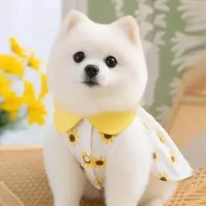 [PET] 원피스 강아지 노랑 해바라기 반려동물옷 고양이