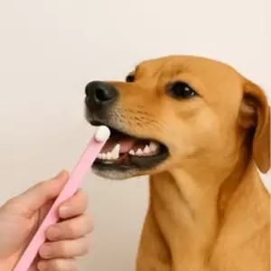 펫럽반려동물초미세만모칫솔(핑크)강아지칫솔