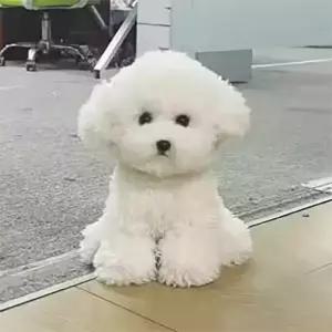 같은 강아지인형 비숑 입비숑 35cm B곰 귀여운 조카 바디필로우 같은강아지인형 25cm 25cm B곰