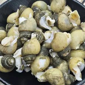 국내산 냉동 골뱅이 4kg [BYG31213]