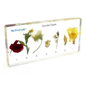 JMds 프리미어 과학실험 표본꽃부리 (화관) (LF-2103)