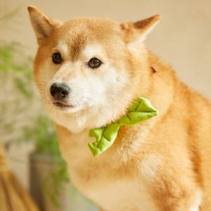 새싹이 뾱! 소형견부터 중대형견까지 귀여운 포인트 새싹 나뭇잎 악세사리