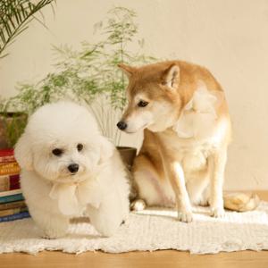 강아지 화동에 어울리는 웨딩리프, 웨딩 애견 악세사리