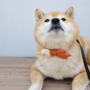 오리본 오리가 꽥꽥 강아지 목줄 악세사리 목꾸템