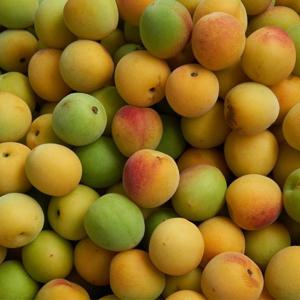 산지직송 전남 햇 황매실 5kg 외