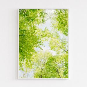 여름 나무 하늘 풍경 인테리어 포스터 액자 light002