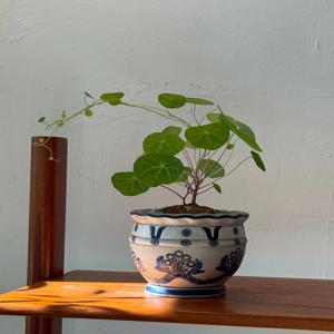 스테파니 에렉타 ( Blue  flower viatage) 빈티지팟 인테리어식물 집들이선물