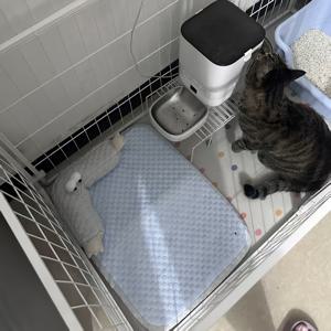 TEMU 여름 빅아이 몬스터 쿨링 매트, 탈착식 및 세탁 가능, 사계절 강아지 침대, 소형견에게 적합, 털 빠짐 방지 및 통기성 디자인, 고양이 및 소형견 쿨링 네스트, 여름 쿨 네스트, 프렌치 불독, 그레이트 피레네, 슈나우저에게 적합