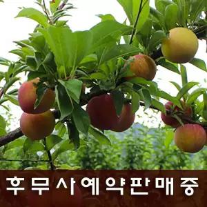 김천제철자두 후무사/도담/추희  2kg/3kg (왕왕/왕특/특/대 ) 산지발송/첫출하