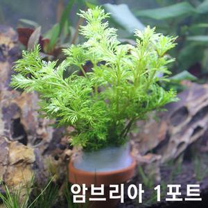암브리아 [1포트]/중경수초/후경수초/인기수초/수중식물/수아쿠아 특가상품