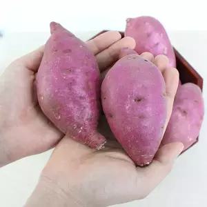 [친환경팔도][팔도농장] 세척 꿀 밤고구마 (상)3kg/5kg