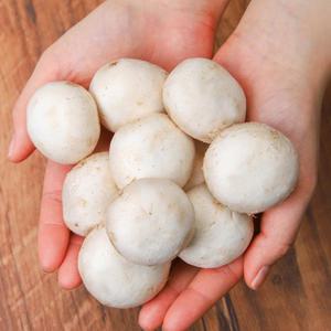 양송이버섯[못난이] 2kg