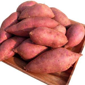 24년 햇 꿀 밤고구마못난이10kg(사이즈랜덤) 햇고구마 3kg 5kg