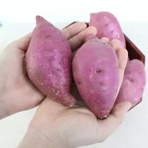 [팔도농장] 세척 꿀 밤고구마 (상)3kg