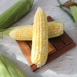 [산지직송] 제주 초당옥수수 특품 20개입