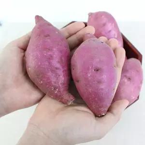 [팔도농장] 세척 꿀 밤고구마 (상)3kg