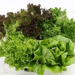 [장보남]무농약 모듬 야채 쌈채소 유러피안 샐러드채소 1kg(3-5종) 당일수확