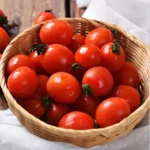 착한식탁 스윗 스테비아 대추방울단마토 2kg